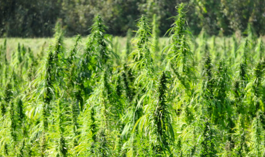 marka-wlasna-cbd-kombinat-konopny