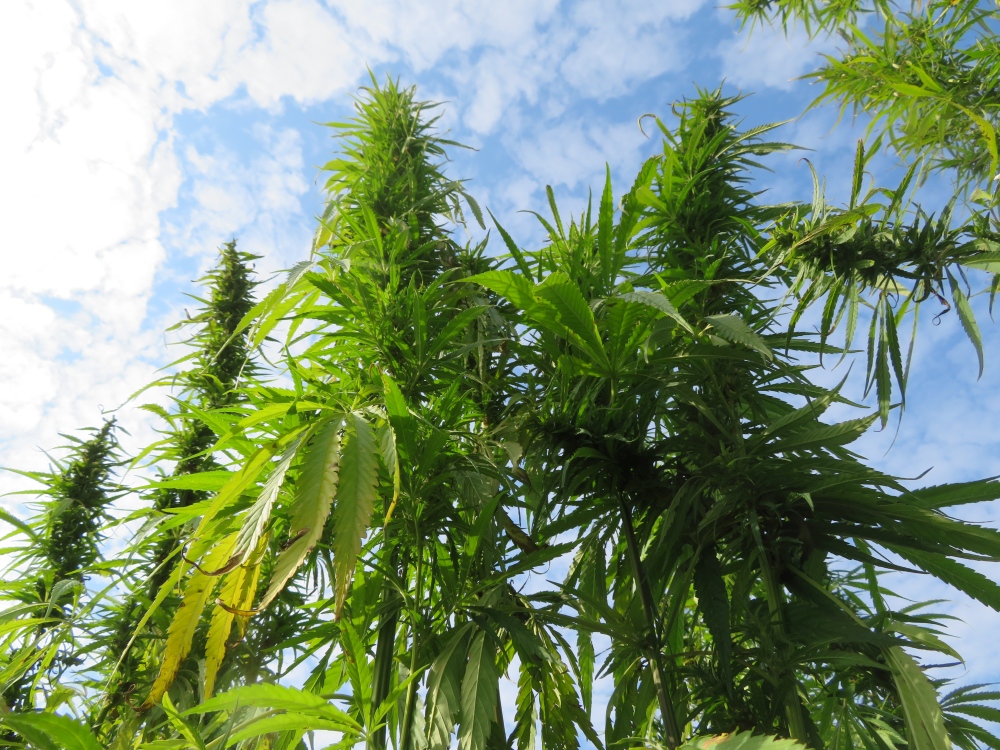 kontrola thc