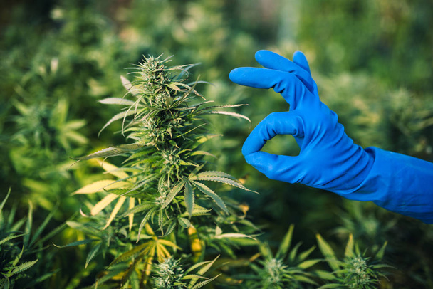 legalizacja marihuany