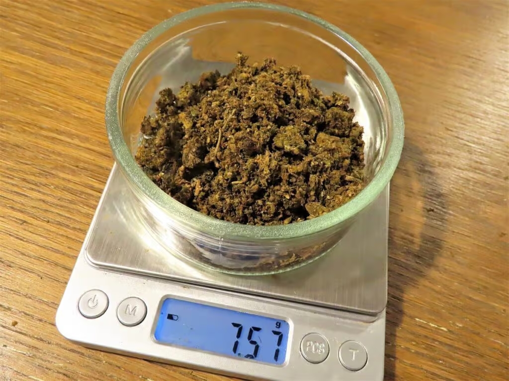 susz konopny