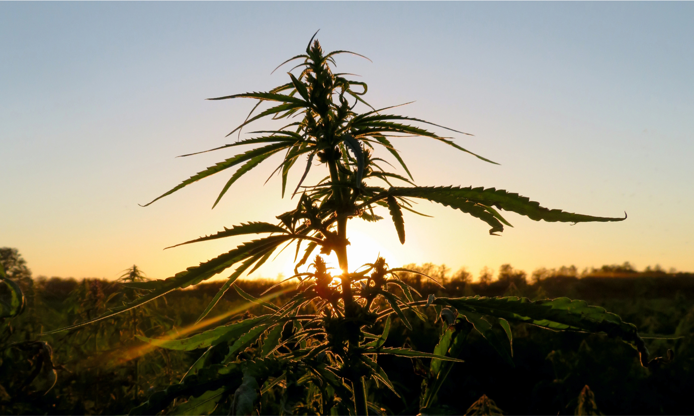 tolerancja cbd