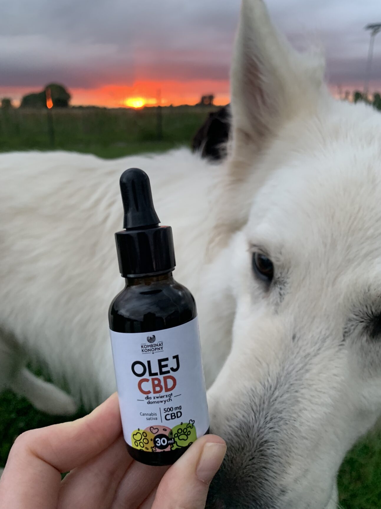 olejek-cbd-dla-psa