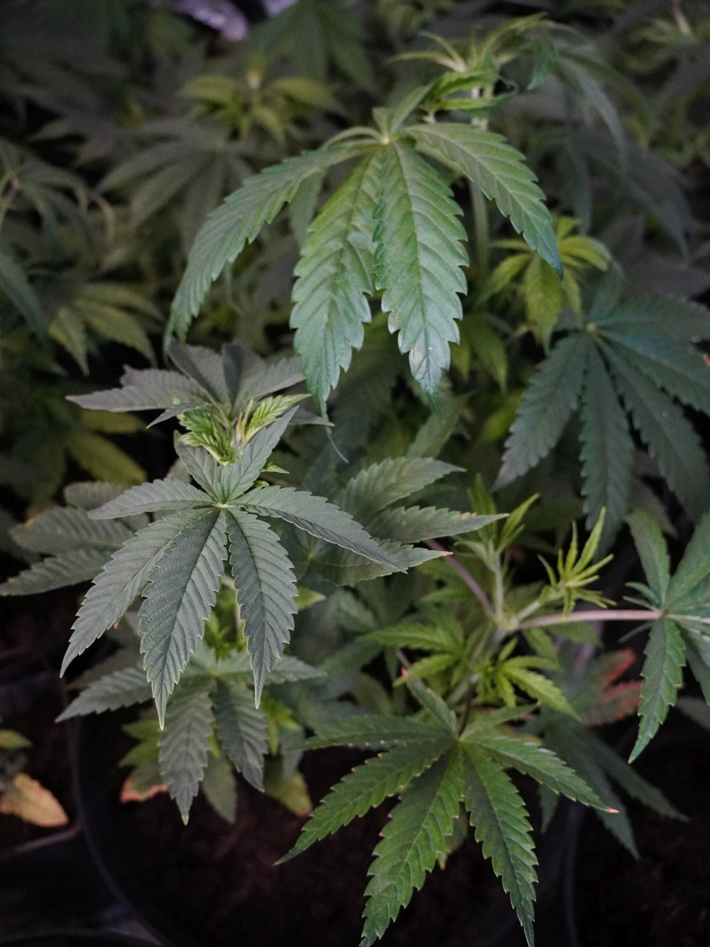 legalizacja marihuana