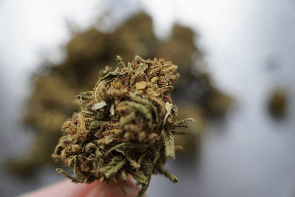 marihuana