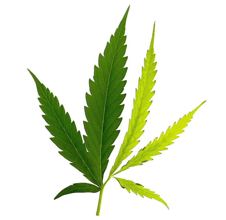 sativa-indica-sztuczny-podzial