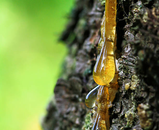 terpeny