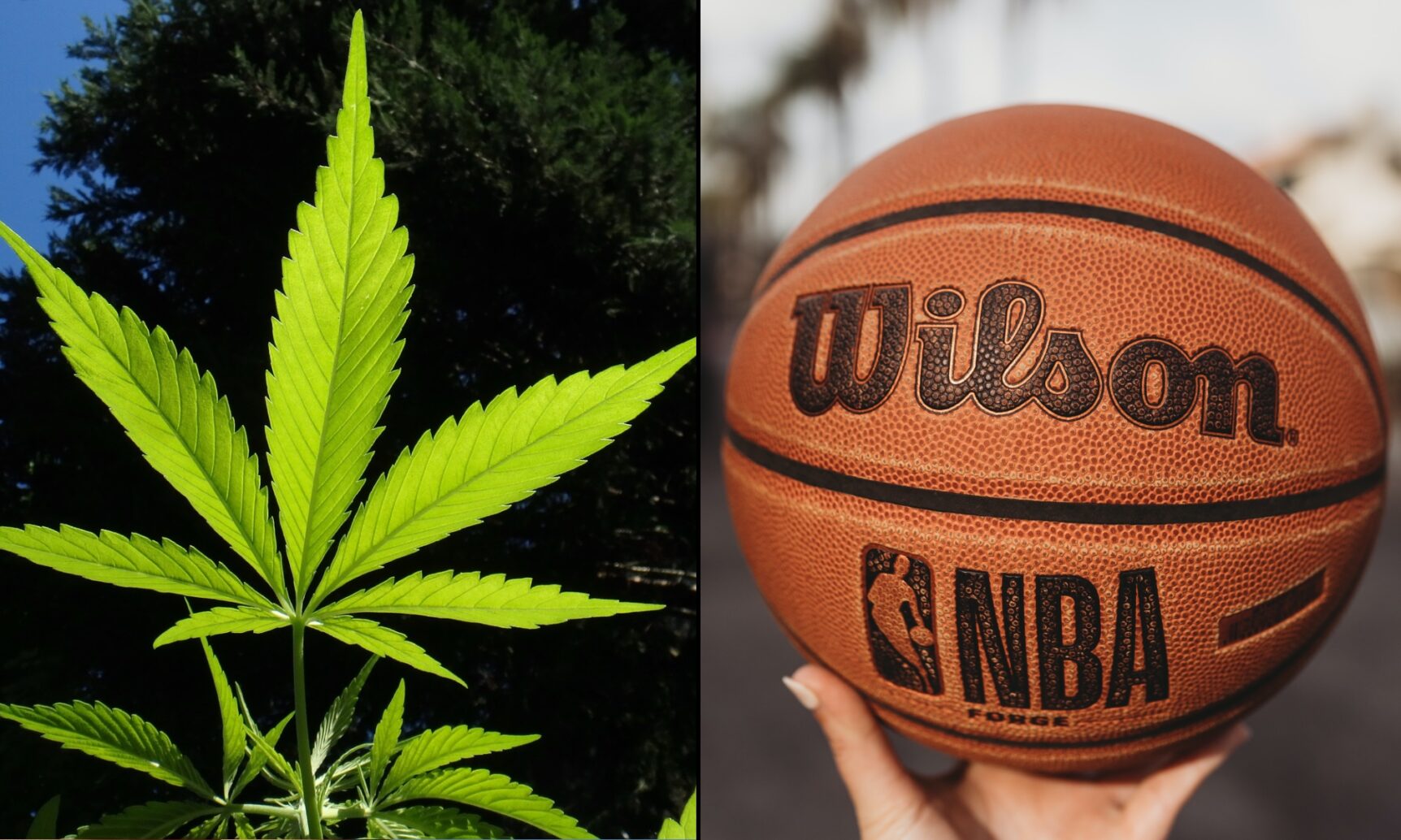 NCAA rekomenduje marihuana
