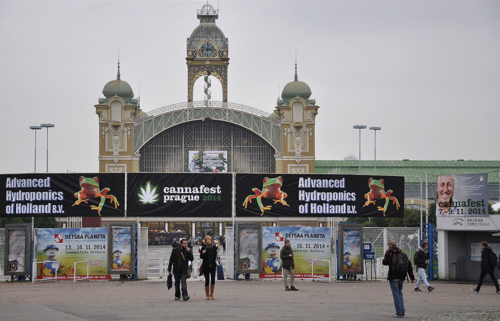 Czesi coraz bliżej 1 proc. THC w konopiach, a w Polsce trwa “walka” o 0,3!