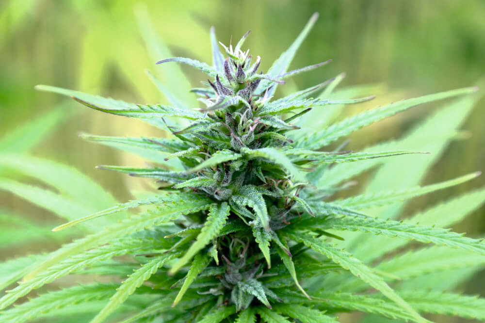 CBD – czym jest kannabidiol? Właściwości, efekty