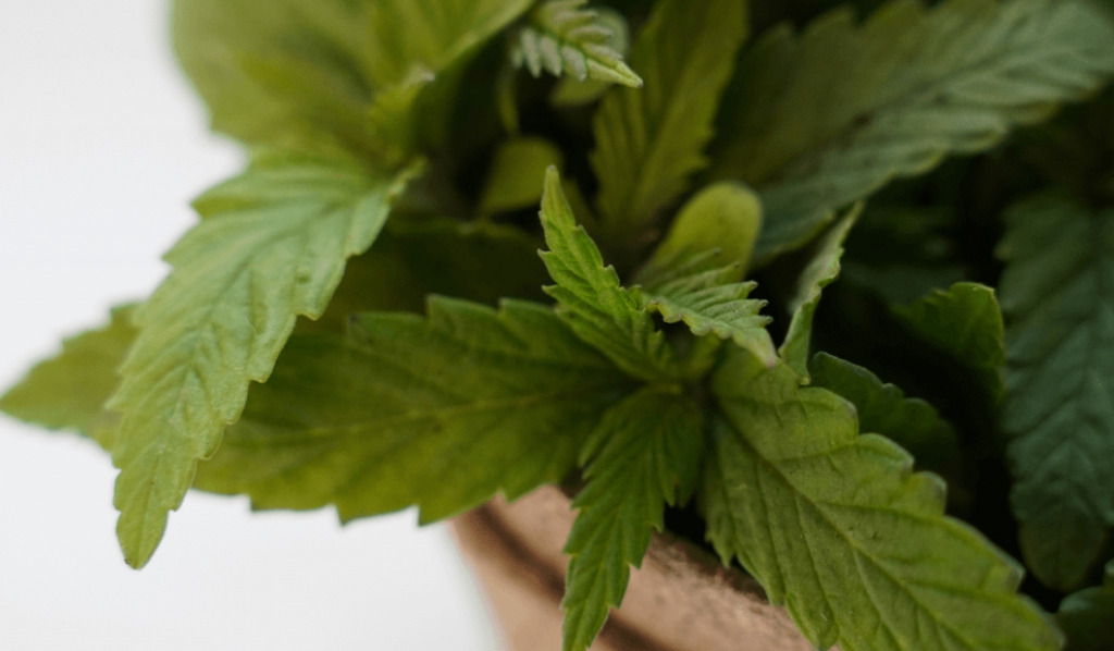 Olejek CBD – skutki uboczne, ryzyka, przeciwwskazania