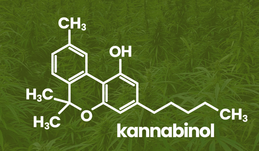 CBN – podstawowe informacje o kannabinolu