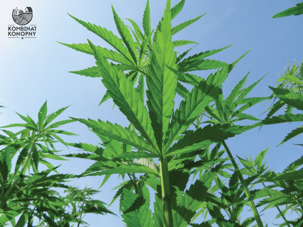 Najtańsze źródła naturalnego CBD