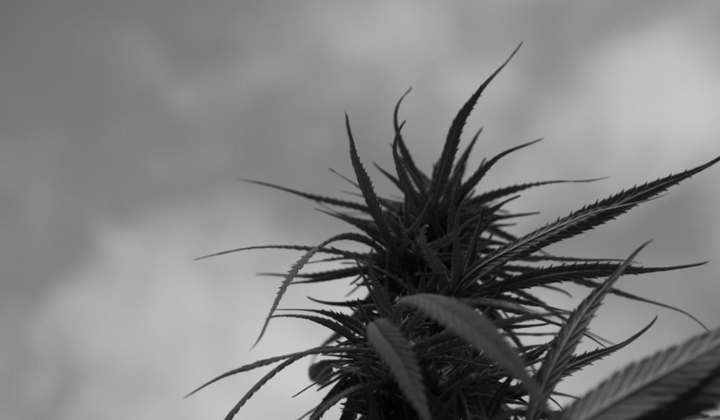 CBD – czy jest skuteczne na depresję?