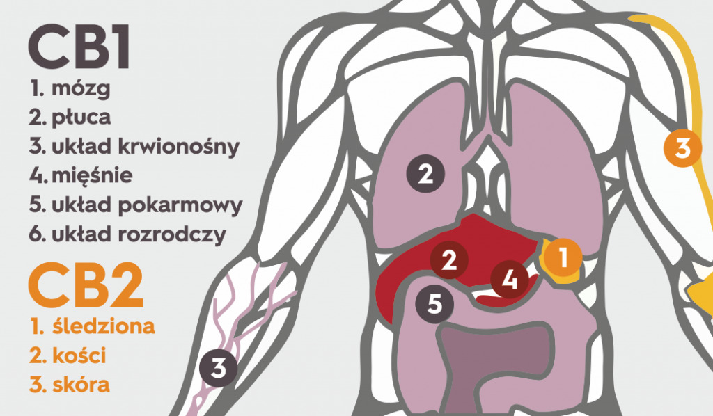 Układ endokannabinoidowy – czym jest i jak działa?