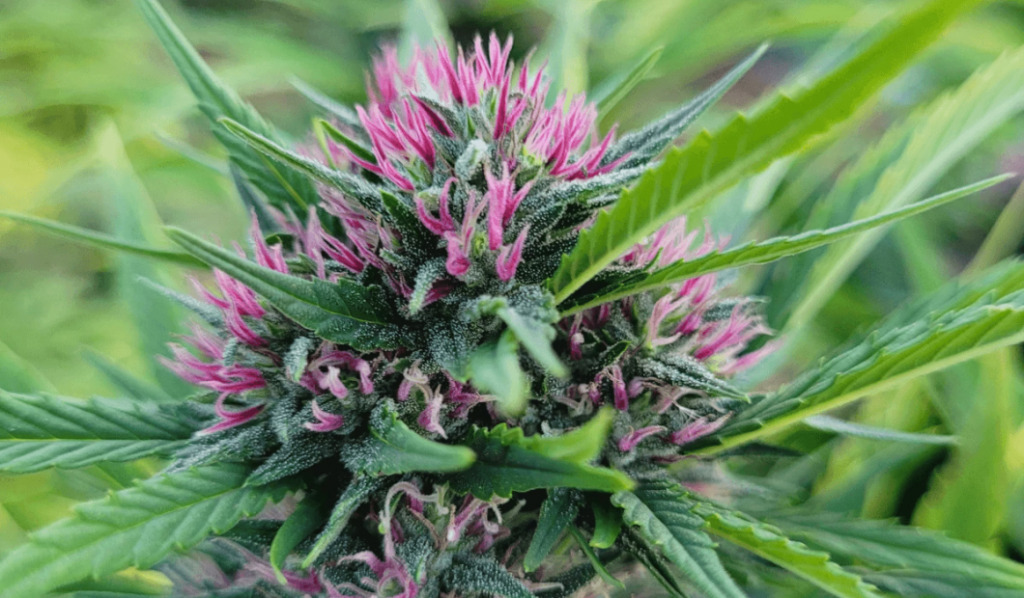 Olejek CBD RAW – co to znaczy?