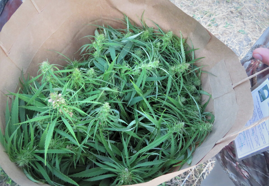Kontrola THC – czy jest się czego obawiać?