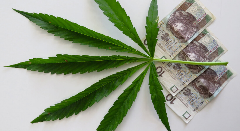 Legalizacja marihuany w Polsce = 10 miliardów złotych z podatków?