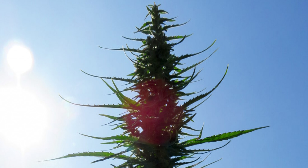 Mikrodawkowanie THC