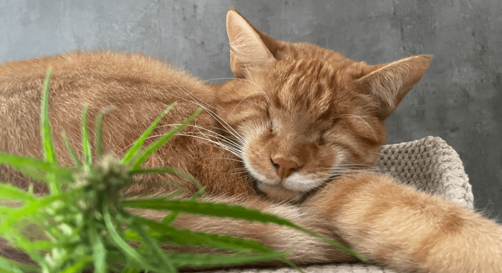 Czy THC jest bezpieczne dla Twojego zwierzaka?