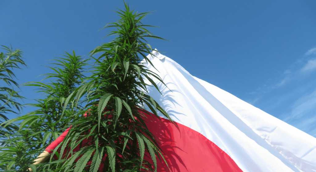 THC – Tanie, bezpieczne, polskie: jak to zrobić?