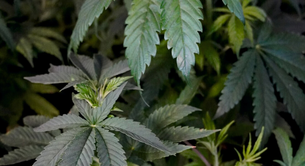 Kannabinoidowa puszka pandory