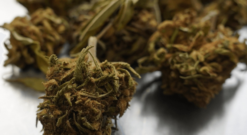 Marihuana w coffeeshopach z legalnego źródła? – Co w trawie piszczy #7