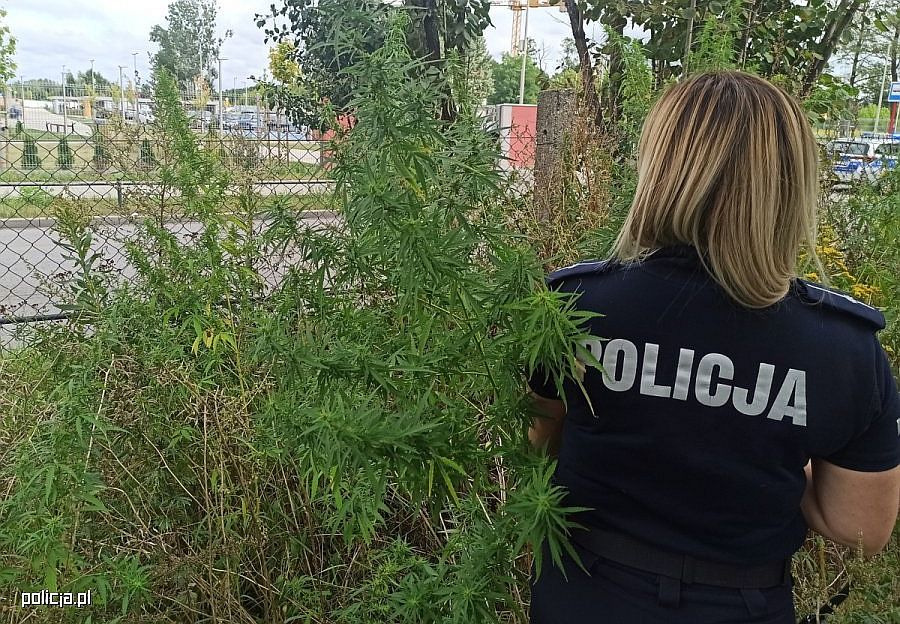 Legalna uprawa konopi włóknistych [OŚWIADCZENIE dla policji]