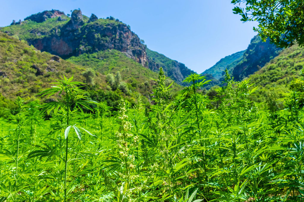 Albania podnosi limit zawartości THC do 0,8% dla konopi siewnych – CWTP#9