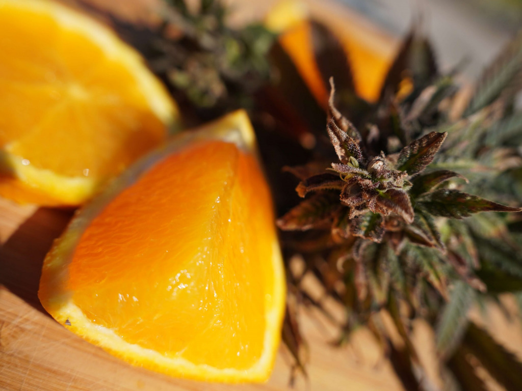 Terpeny konopne – dlaczego są tak ważne?