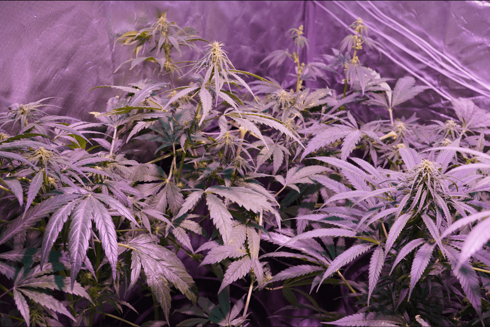Konopie GMO z 0% THC?