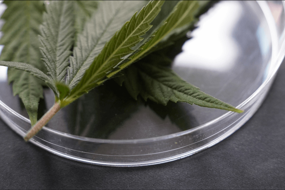 CBD pomaga na silny ból zębów?