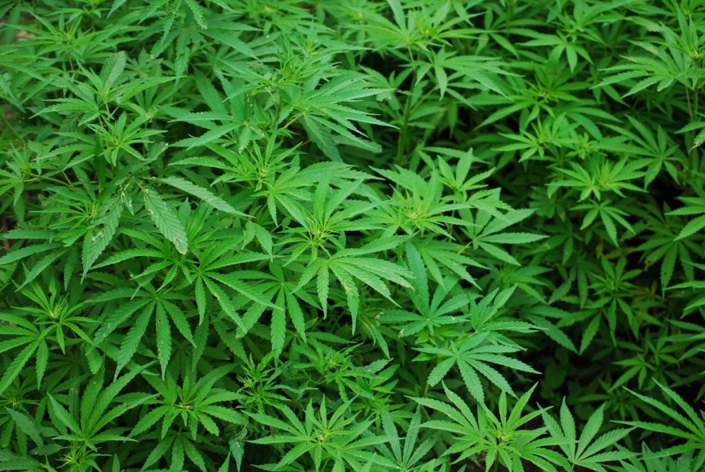 “Niech palą legalnie!” Minister finansów domaga się… legalizacji marihuany!
